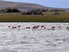 Flamingo (4 von 21).jpg